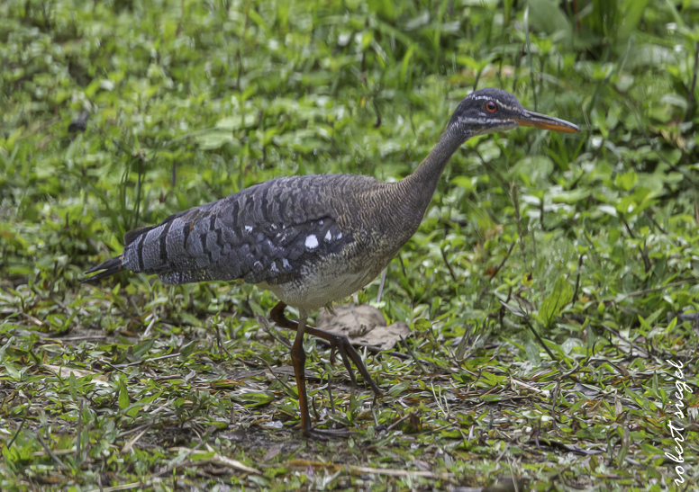 sunbittern